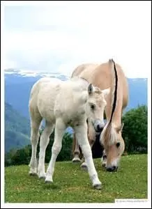 Comment s'appelle le petit de la jument et de l'étalon ?