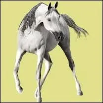 Laquelle de ces robes n'existe pas ?