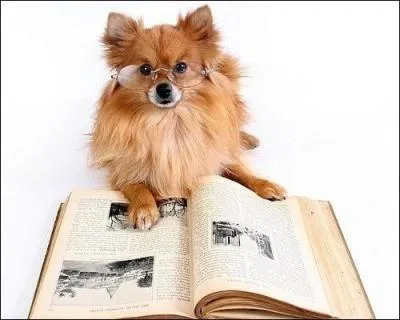 Complétez le titre de ce roman d'Agatha Christie : "Cinq petits ..."