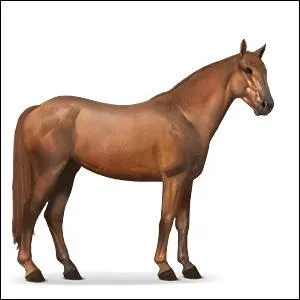 A quelle race appartient ce cheval?
