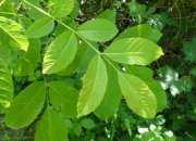 Quiz Les arbres les plus communs de nos forts