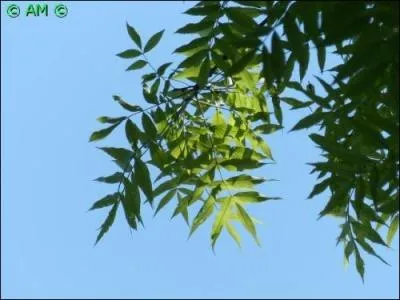 Caractérisé par des feuilles composées, cet arbre est reconnaissable à ses grappes de samares simples surnommées localement « langues d'oiseau ».