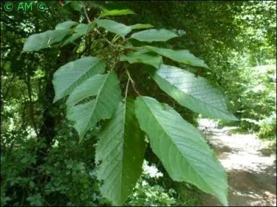 Parfois appelé cerisier sauvage ou cerisier des bois.