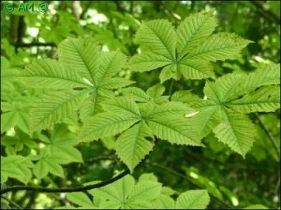 Les feuilles de cet arbre sont caduques et opposées, grandes, munies d'un long pétiole, palmées, à 5 ou 7 folioles dentelées.