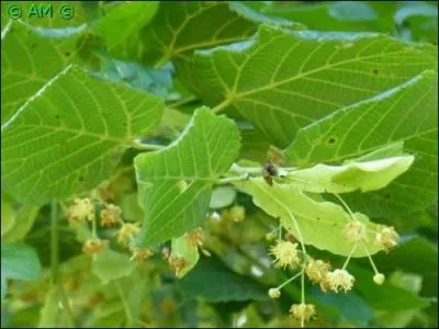 Les feuilles, caduques, sont simples, alternes, généralement en forme de cur avec une longue pointe au bout et à bord denté. Les fleurs sont hermaphrodites, pouvant donc être à la fois de sexe féminin ou masculin.