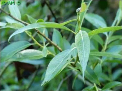 Les feuilles de cet arbre sont caduques, alternes, ovales ou lancéolées. Les fleurs sont réunies en chatons dressés, mâles ou femelles, portés par des pieds différents (plantes dioïques).