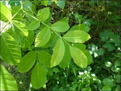 Arbres de grande taille, à feuilles caduques, glabres, alternes, imparipennées avec des folioles aromatiques de saveur amère et astringente, à branches très ramifiées.