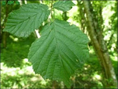 Arbres pouvant mesurer jusqu'à 25 mètres, à feuilles marcescentes, alternes, petites, simples, avec le bord du limbe finement denté.