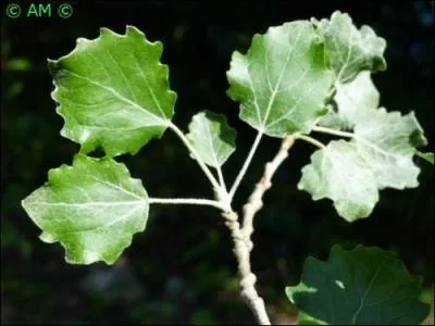 Grands arbres à feuilles simples, alternes, cordiformes ou triangulaires, caduques, ovales, acuminées, à long pétiole comprimé.