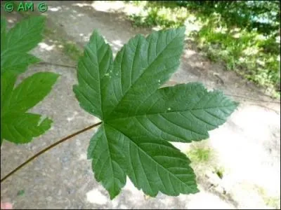 Arbres du genre Acer appartenant désormais à la famille des sapindacées, dans l'ordre des sapindales. Les feuilles opposées, pétiolées et palmatilobées, sont simples pour la majorité des espèces.