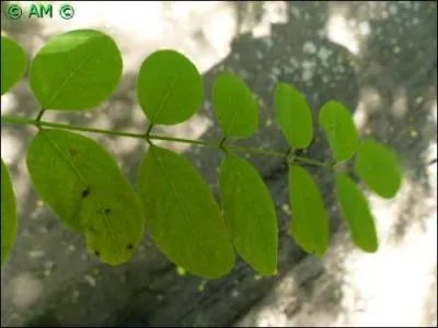Les feuilles de ces arbres sont composées de nombreuses paires de folioles, mais certaines espèces développent des phyllodes.