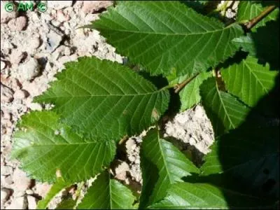 Feuille très particulière dont les bords inférieurs du limbe sont décalés sur la nervure centrale. Cet arbre a pratiquement disparu d'Europe de l'Ouest en raison de la graphiose.