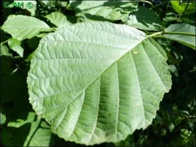 Arbre commun en Europe de l'Ouest, il se distingue par ses feuilles largement ovales, crénelées-dentées, et ses jeunes pousses printanières collantes au toucher.