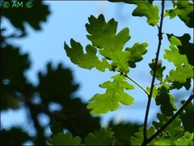 Le bord des feuilles de cet arbre est lobé, denté ou entier. Elles sont simples et alternes.