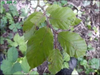 Couramment désigné comme le fayard, cet arbre à feuilles caduques, indigène d'Europe, appartient à la famille des Fagaceae. Le dessous se reconnait au tapis de feuilles mortes qui étouffe la végétation.