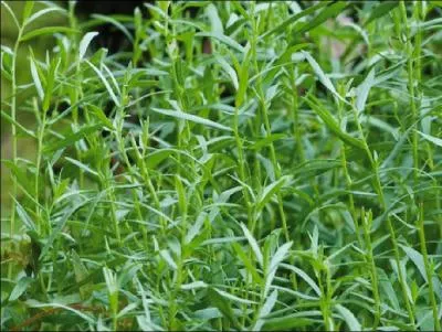 E comme estragon. Il relèvera vos sauces, vos viandes blanches d'une saveur à la fois poivrée et anisée. D'où est originaire cette plante aromatique ?