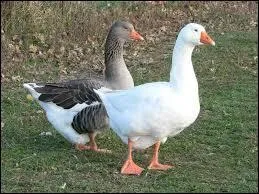 L'oison est le petit :