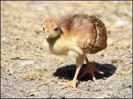 Le paon est le père de :