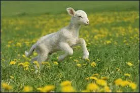 Le bélier est le père de :