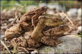 Quelle est la femelle du crapaud ?