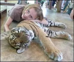 La tigresse est la mère du :