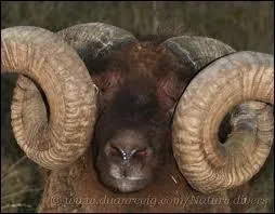 Quel est le mâle de la brebis ?