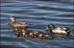 Voici le canard et sa femelle...