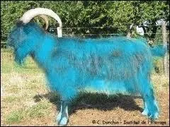 Quelle est la femelle du bouc ?