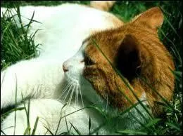 Ce chat vous fait penser à :