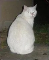 Qui pourrait représenter cette image ?