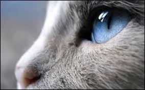 Ce chat vous fait penser à...