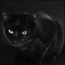 Sur cette image, c'est :