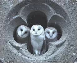 Qui sont les terribles chouettes, plus terribles encore que les brutes de Saint-Aego, les "Si seulement..." ?