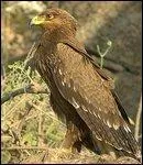 Cet aigle mesure 70 cm et son envergure peut atteindre 1, 80 mètre, il pèse aux alentours de 2 kg, il s'agit de : 