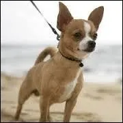 Ce chien est petit et léger, il peut vivre jusqu'à 18 ans, c'est un :