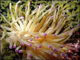 Pour séduire, certains crabes prennent des anémones de mer dans leurs pinces.