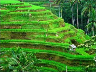 Complétez la phrase : les sols du Bhoutan sont réputés pour leur...