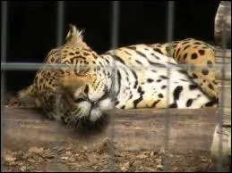 Maintenant, en captivit, combien de temps peuvent-ils vivre ?