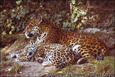 De quelle famille fait partie le jaguar ?