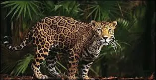 Quel est le poids maximal pour un jaguar adulte mâle ?