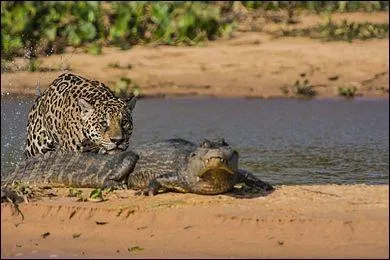Combien d'espèces différentes un jaguar à lui tout seul consomme-t-il ?