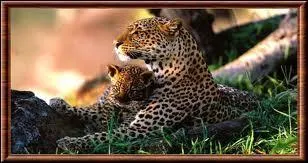  quel ge les femelles peuvent-elles avoir des petits ?