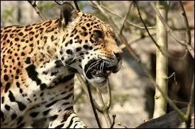 Combien psent les petits  leur naissance ?