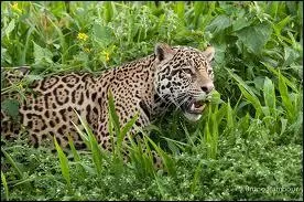 Pourquoi, aprs la naissance de ses petits, la femelle ne tolre-t-elle aucun mle  ses cts ?