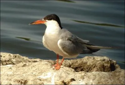 Le mot commence par : Con ...