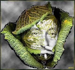 Que signifie l'expression "rentrer dans le chou" ?