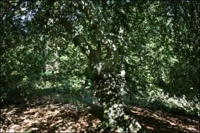Jeanne d'Arc serait montée et se serait assise dans l'un de ces arbres.