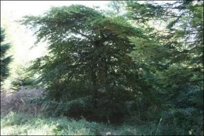 Ces arbres sont des hêtres.