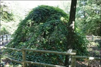 Ces arbres de très petite taille sont jeunes.