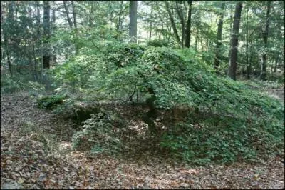 Ces arbres n'ont pas subi de transformation par la main de l'homme.